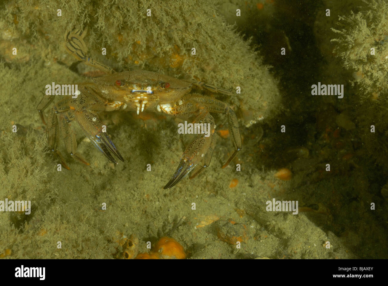 Piscina di velluto granchio di mare su di un relitto in Normandia, Francia Foto Stock