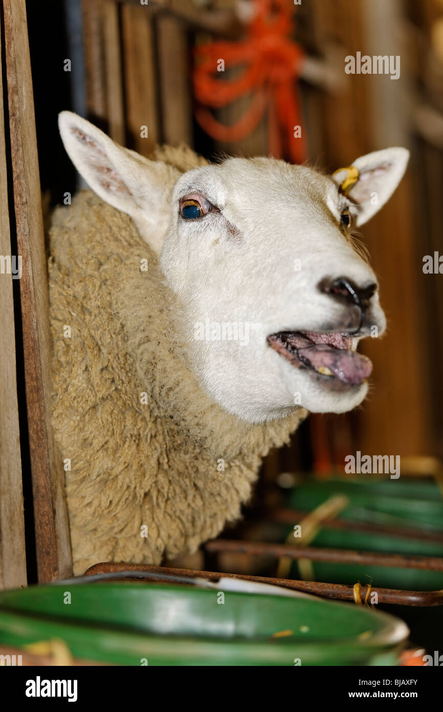 Pecore in una penna durante la stagione figliando Foto Stock