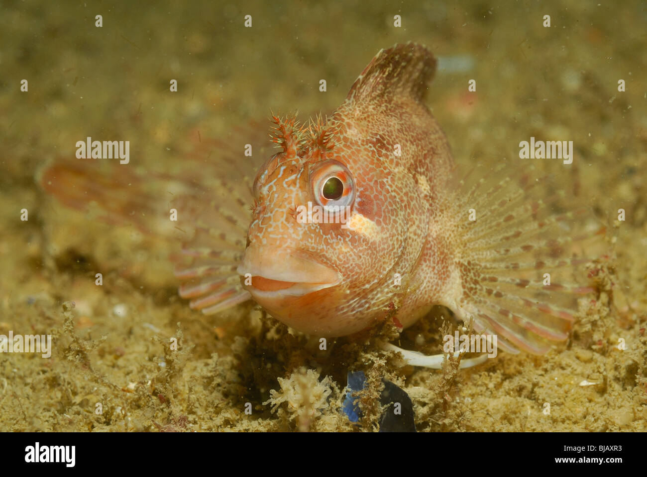 Tompot bavose pesce su un relitto in Normandia, Francia Foto Stock