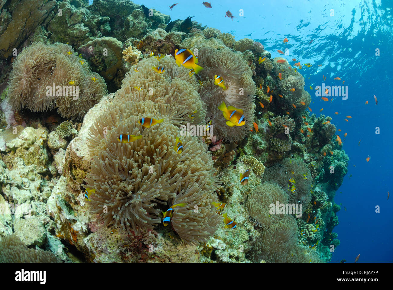 Anemoni con twobands anemonefishes off Safaga, Egitto, Mar Rosso. Foto Stock