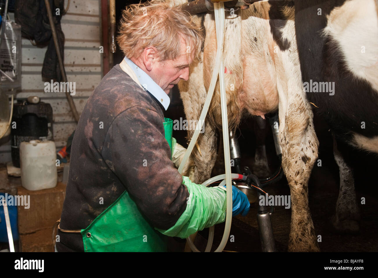 Il contadino di mungere le mucche su un tradizionale WIltshire dairy farm Foto Stock