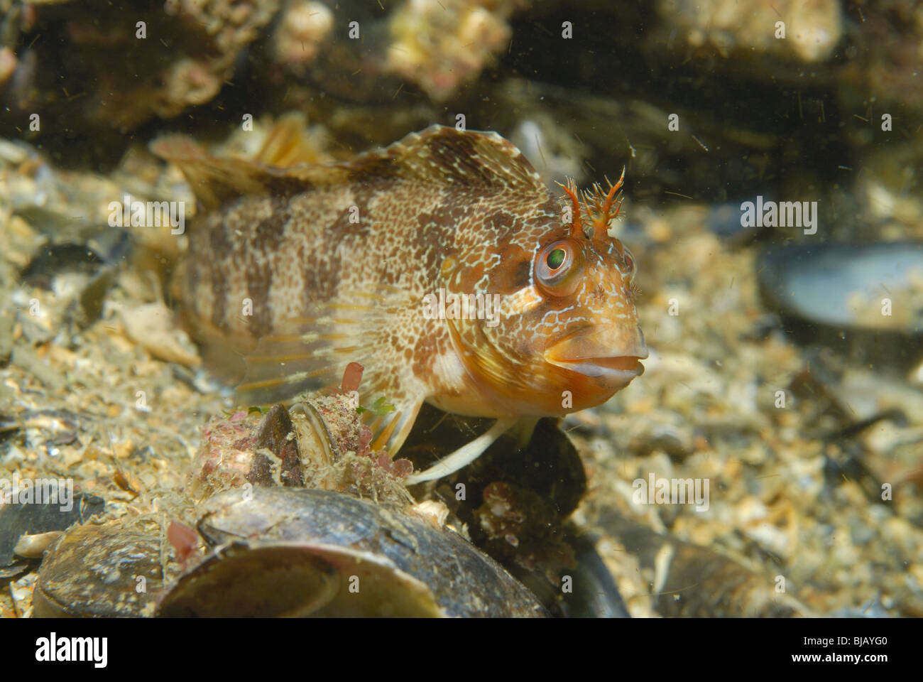Tompot bavose pesce su un relitto in Normandia, Francia Foto Stock