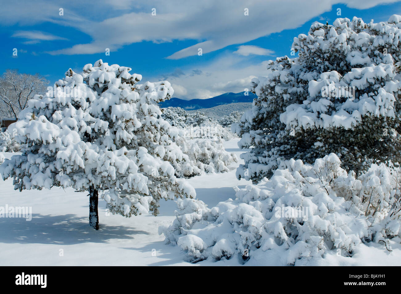Gruppo di gelo alberi coperti sulla collina di Santa Fe New Mexico Foto Stock