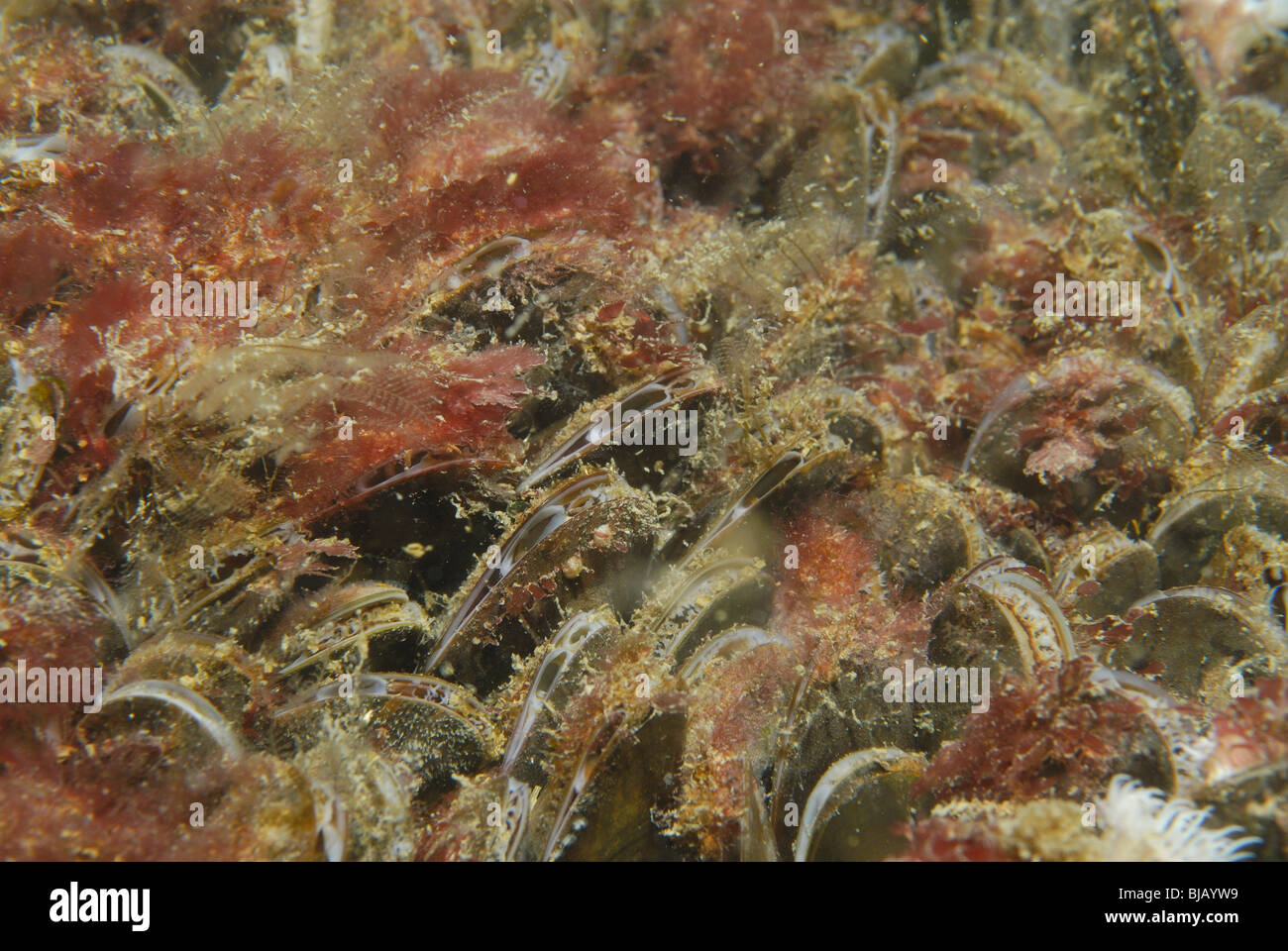 Cozze fissato su di un relitto in Normandia, Francia Foto Stock