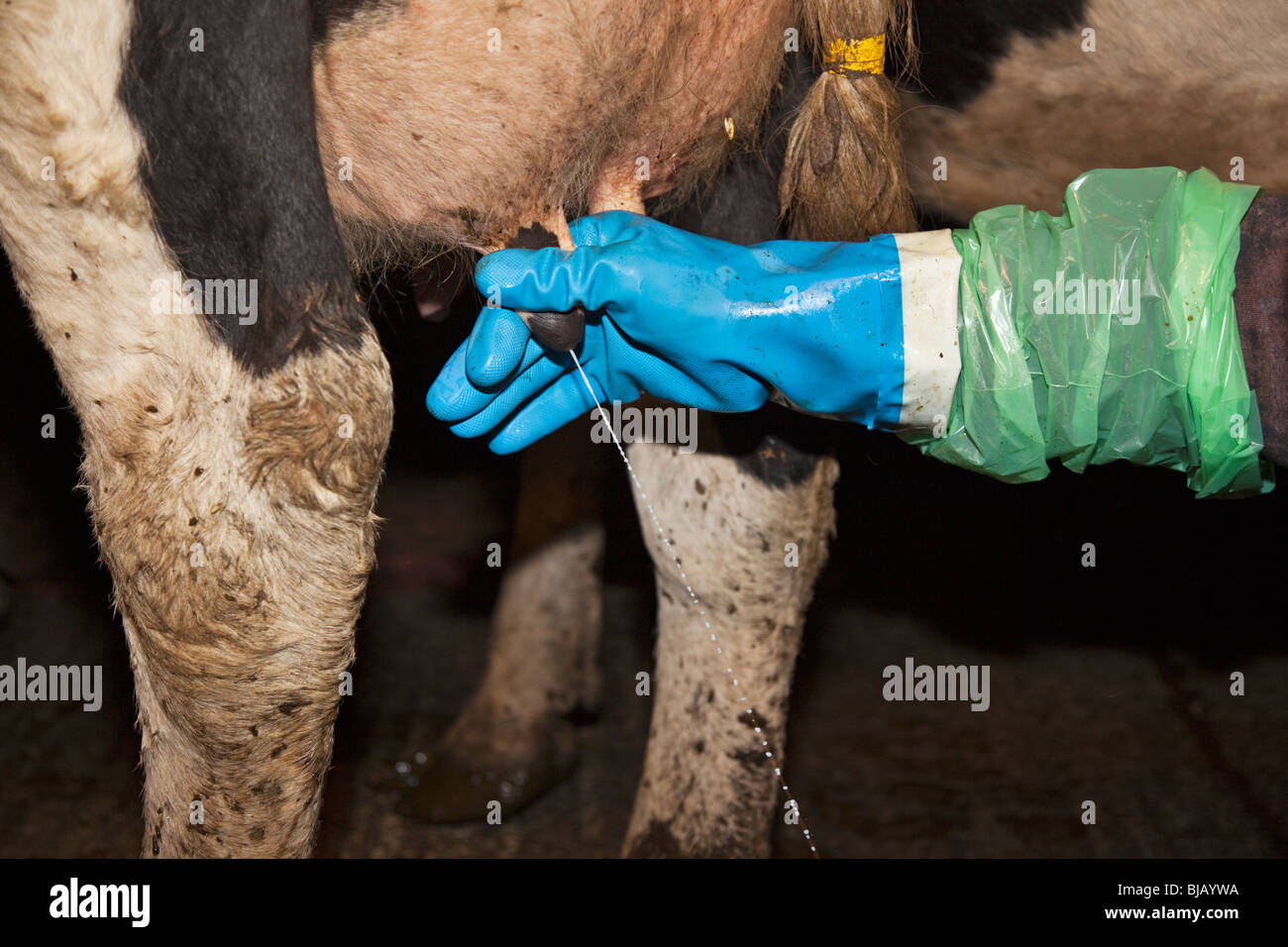 Coltivatore che munge una vacca a mano. Foto Stock
