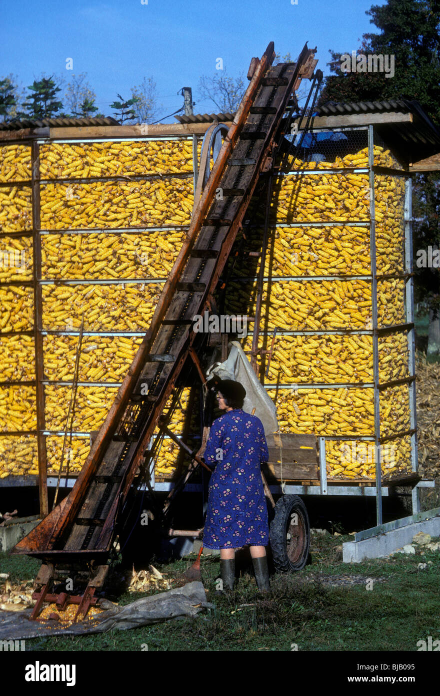 Basco francese, donna, memorizzando il mais, storage, Paesi Baschi francesi, villaggio di Mouguerre, Mouguerre, Francia, Europa Foto Stock