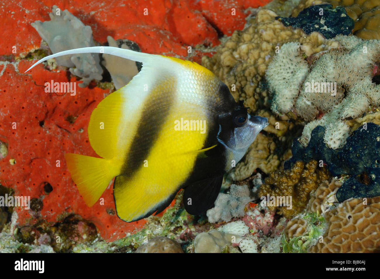 Mar Rosso bannerfish nel Mare Rosso, off Safaga, Egitto Foto Stock