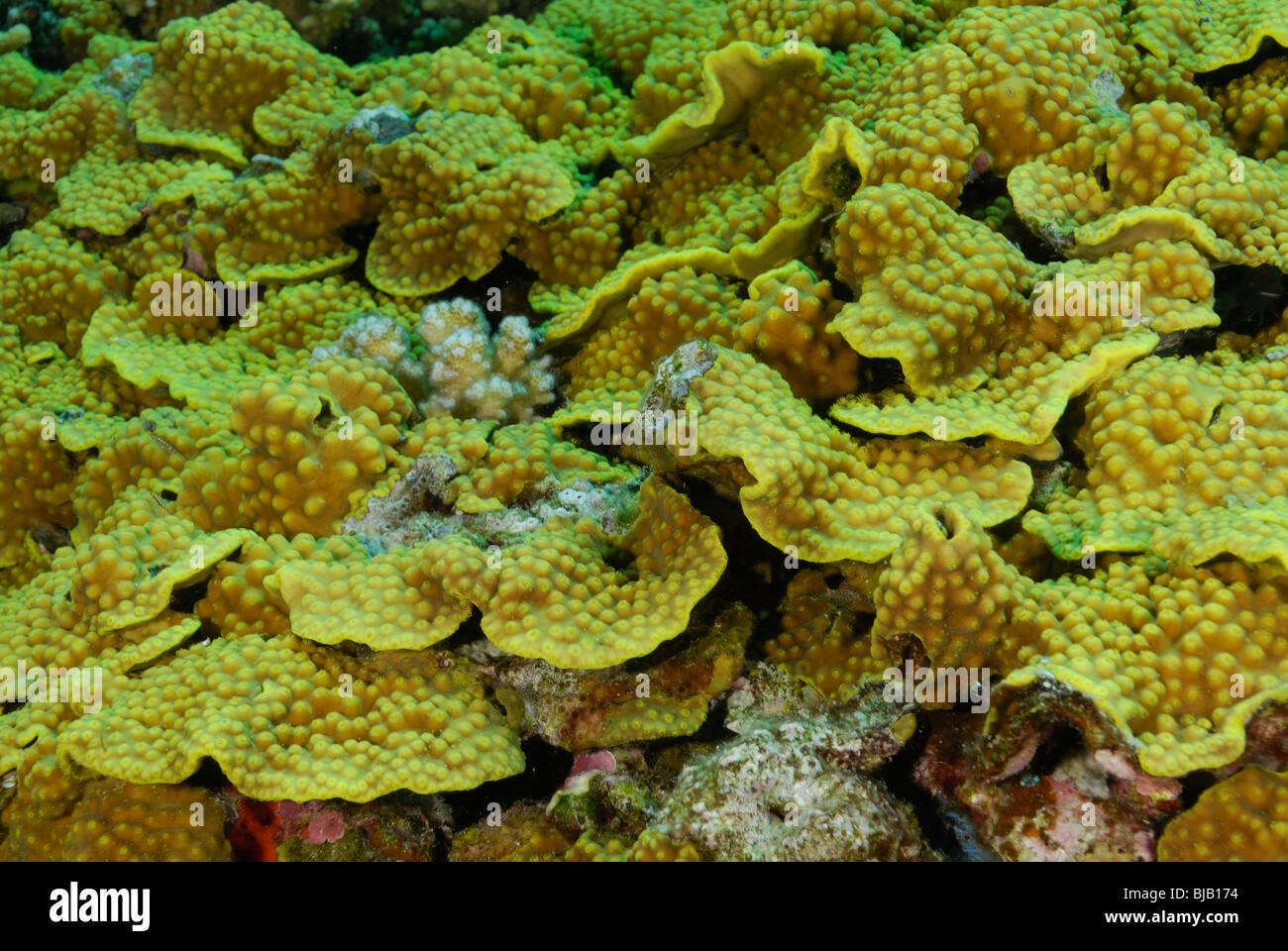 Colonia di corallo, Mar Rosso, off Safaga, Mar Rosso Foto Stock