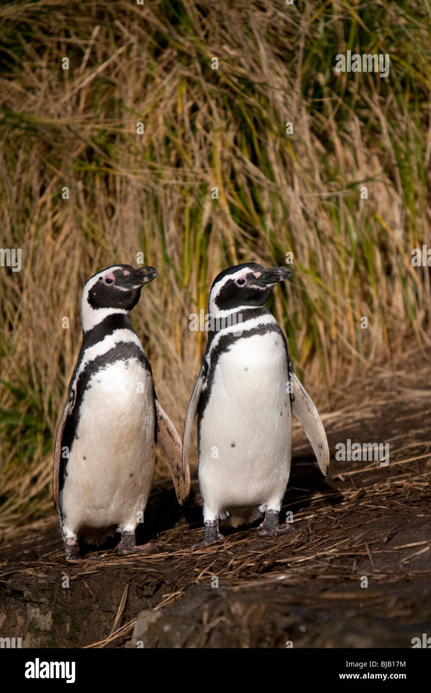 Magellanic Penguin Spheniscus magellanicus Magellanpinguin Jackass Sea Lion Island Isole Falkland Foto Stock