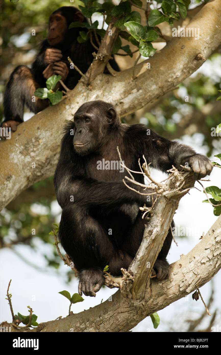 Hatari e Maji, scimpanzé maschi, in un albero di fico sulla gola di controllo di bordo per i predatori sulla savana prima di scendere a terra Foto Stock