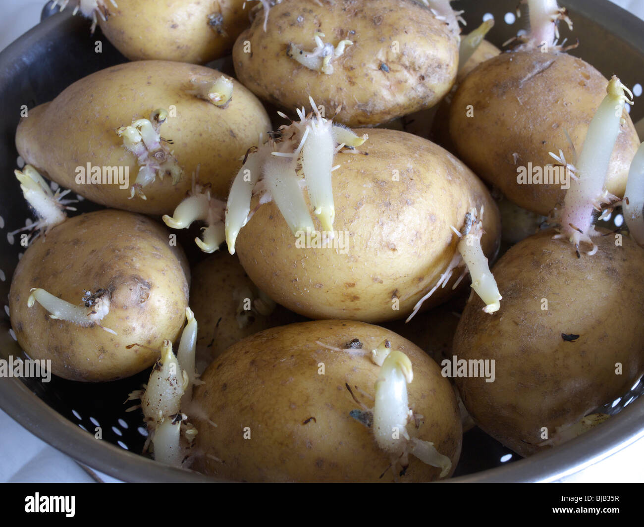 La germogliazione di patate.L'Inghilterra, Regno Unito. Foto Stock