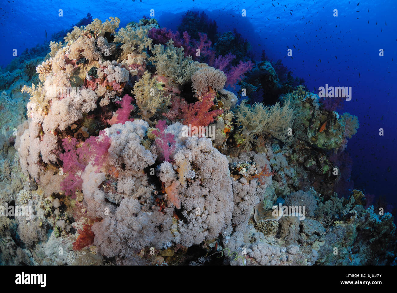 Testa della barriera corallina del Mar Rosso, off Hurghada, Egitto. Foto Stock