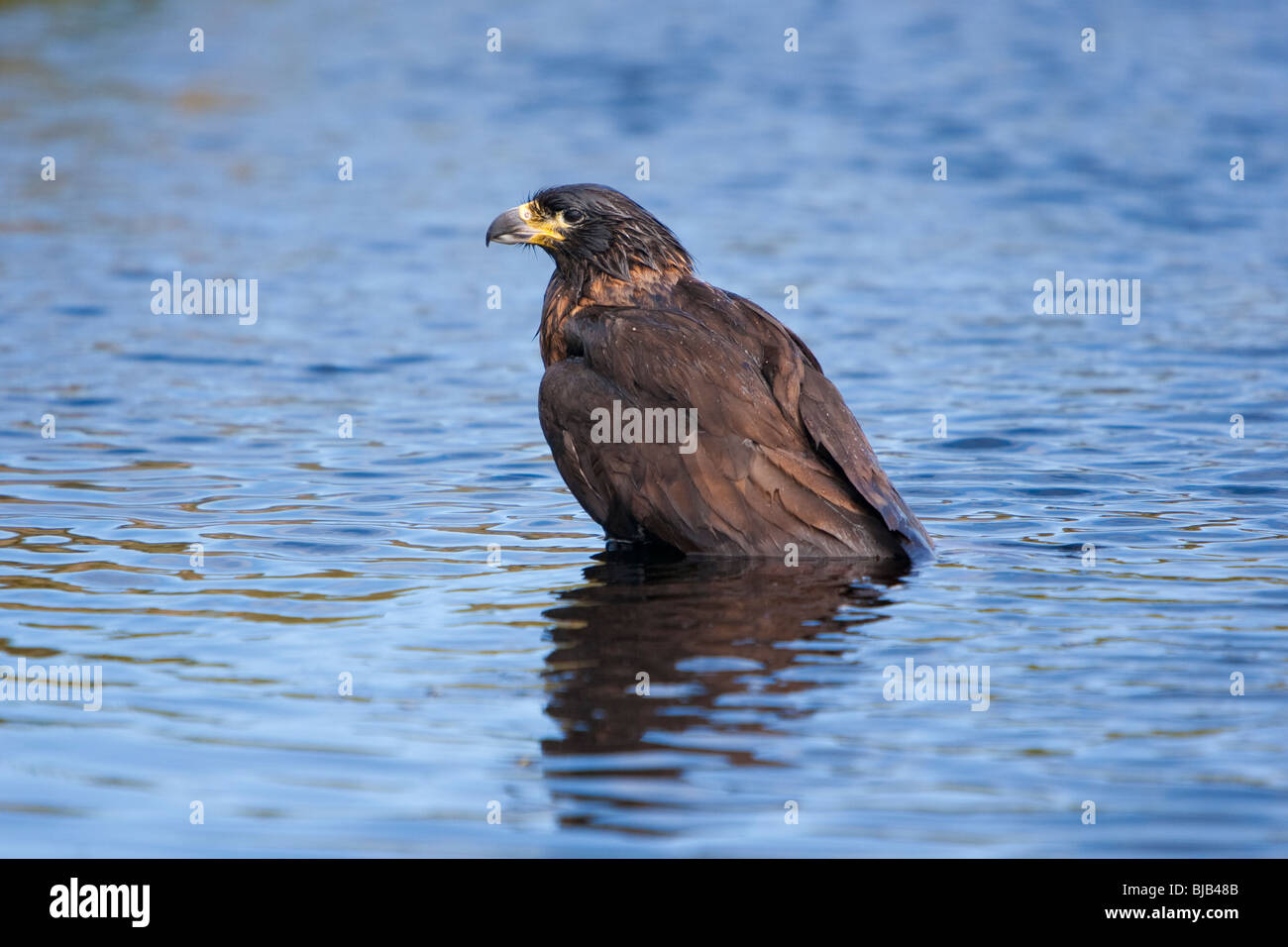 Caracara striato Phalcoboenus australis Johnny Rook Jack Rook Falklandkarakara Sea Lion Island Isole Falkland Isole Balneari per adulti Foto Stock