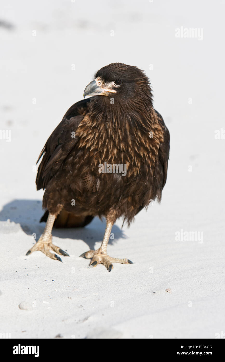 Caracara striato Phalcoboenus australis Johnny Rook Jack Rook Falklandkarakara Sea Lion Island Isole Falkland capretti Foto Stock