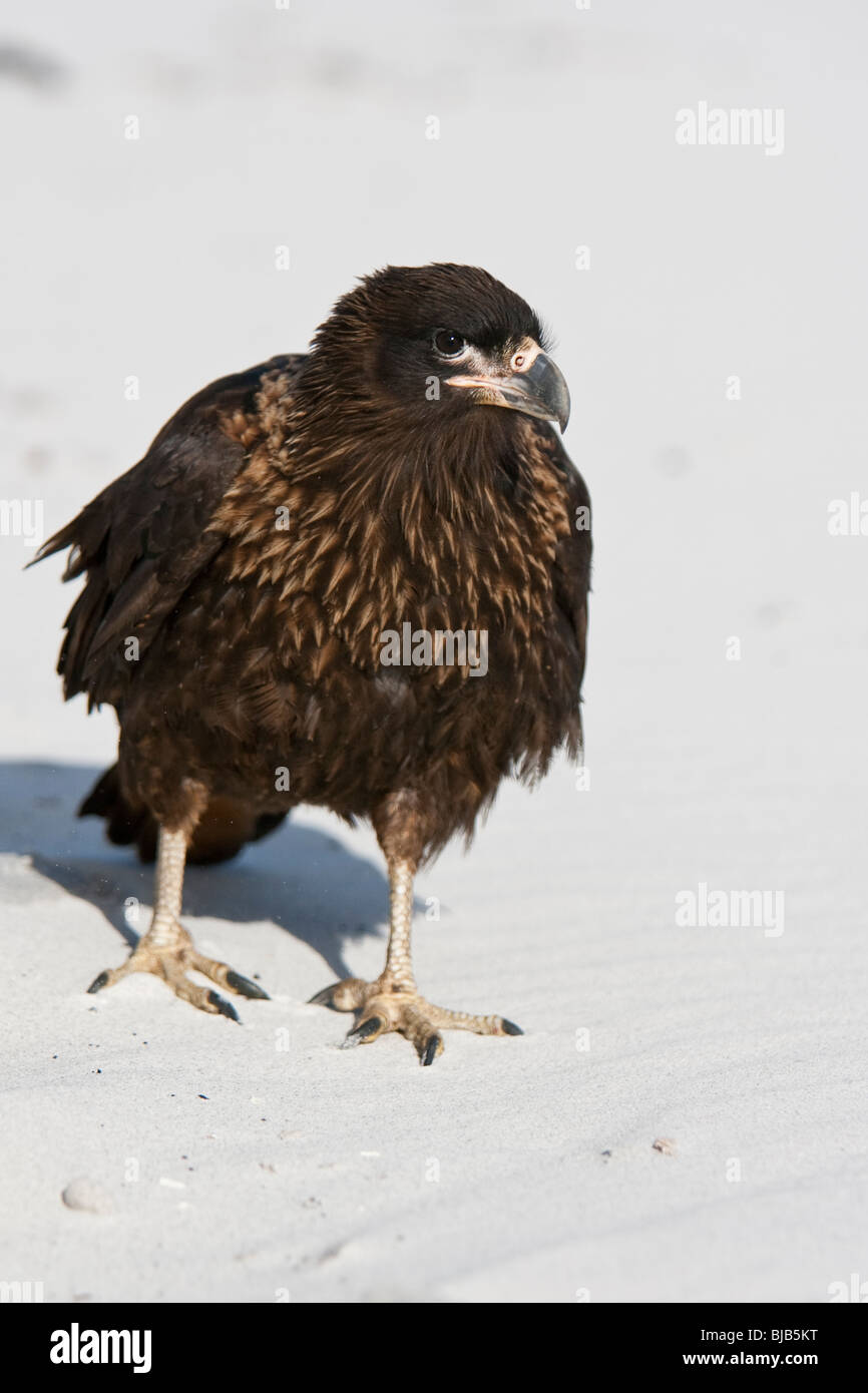 Caracara striato Phalcoboenus australis Johnny Rook Jack Rook Falklandkarakara Sea Lion Island Isole Falkland capretti Foto Stock