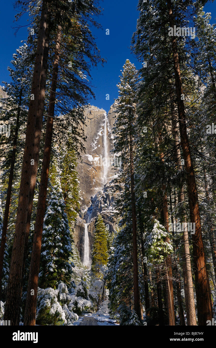 Tall Pines nella valle di Yosemite National Park con entrambe le superfici superiore e inferiore di Yosemite Falls in inverno California USA Foto Stock