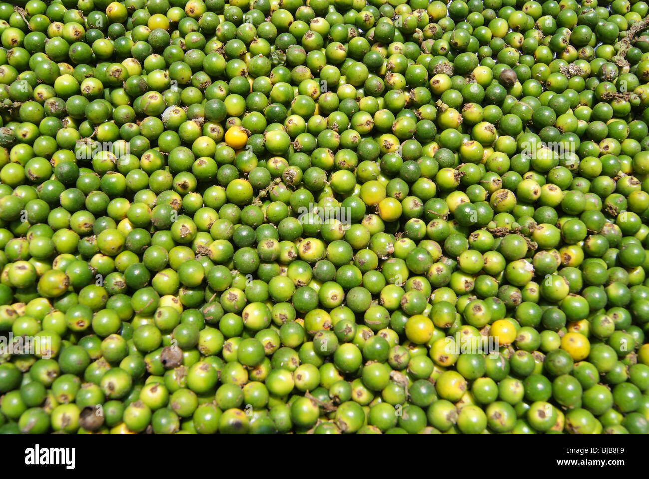 Verde fresco pepe nero spezie del Kerala India.il pepe nero è il mondo più scambiati Spice coltivati su regioni tropicali Foto Stock