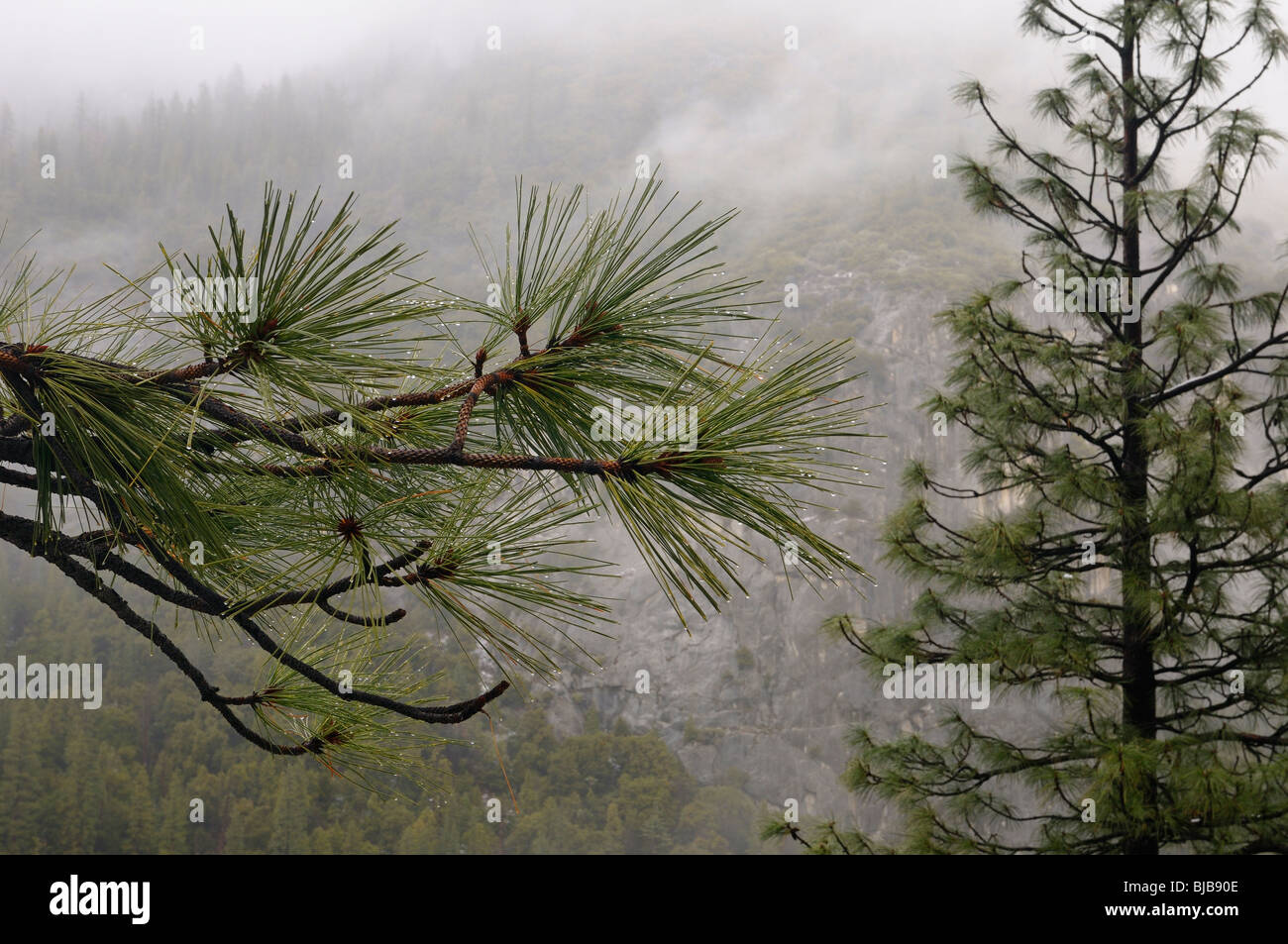 Close up di goccioline di acqua su aghi di pino con nuvoloso al lato della montagna in tutta la valle di Yosemite Foto Stock