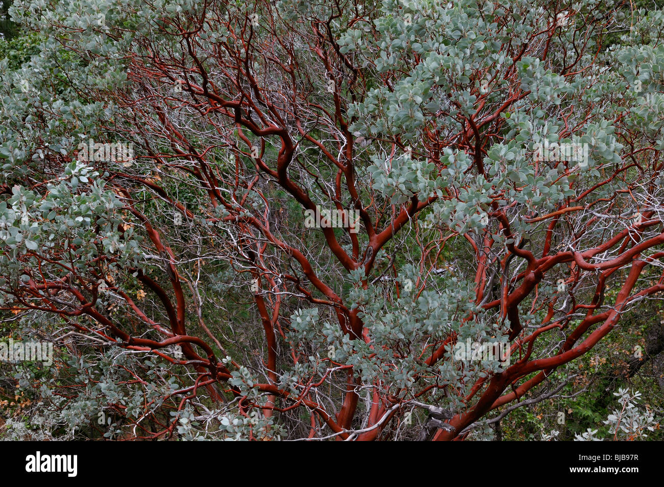 Corteccia rosso della evergreen manzanita albero nel parco nazionale di Yosemite in inverno Foto Stock