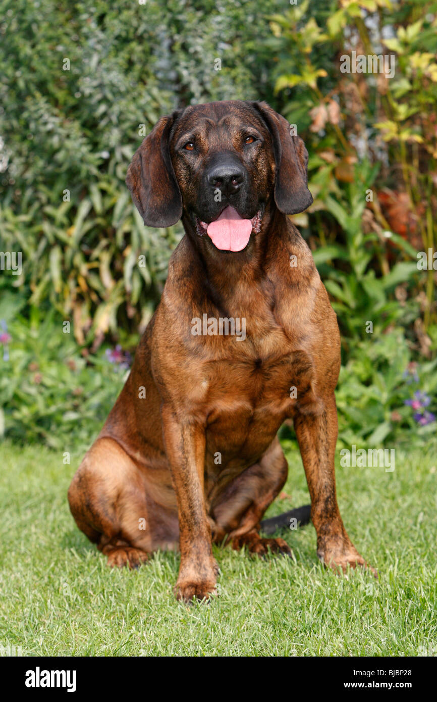 Il Segugio di Hannover, cane da caccia, Germania Foto Stock