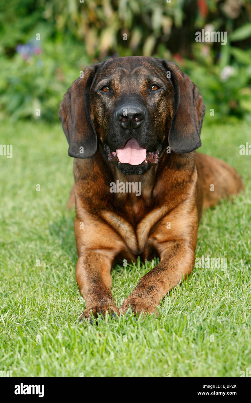 Il Segugio di Hannover, cane da caccia, Germania Foto Stock