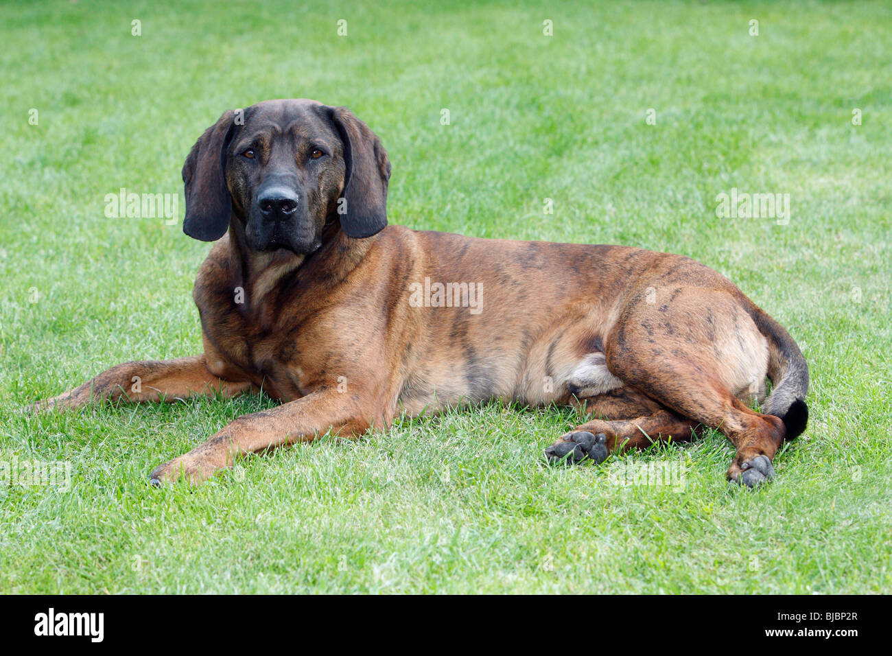 Il Segugio di Hannover, cane da caccia, Germania Foto Stock