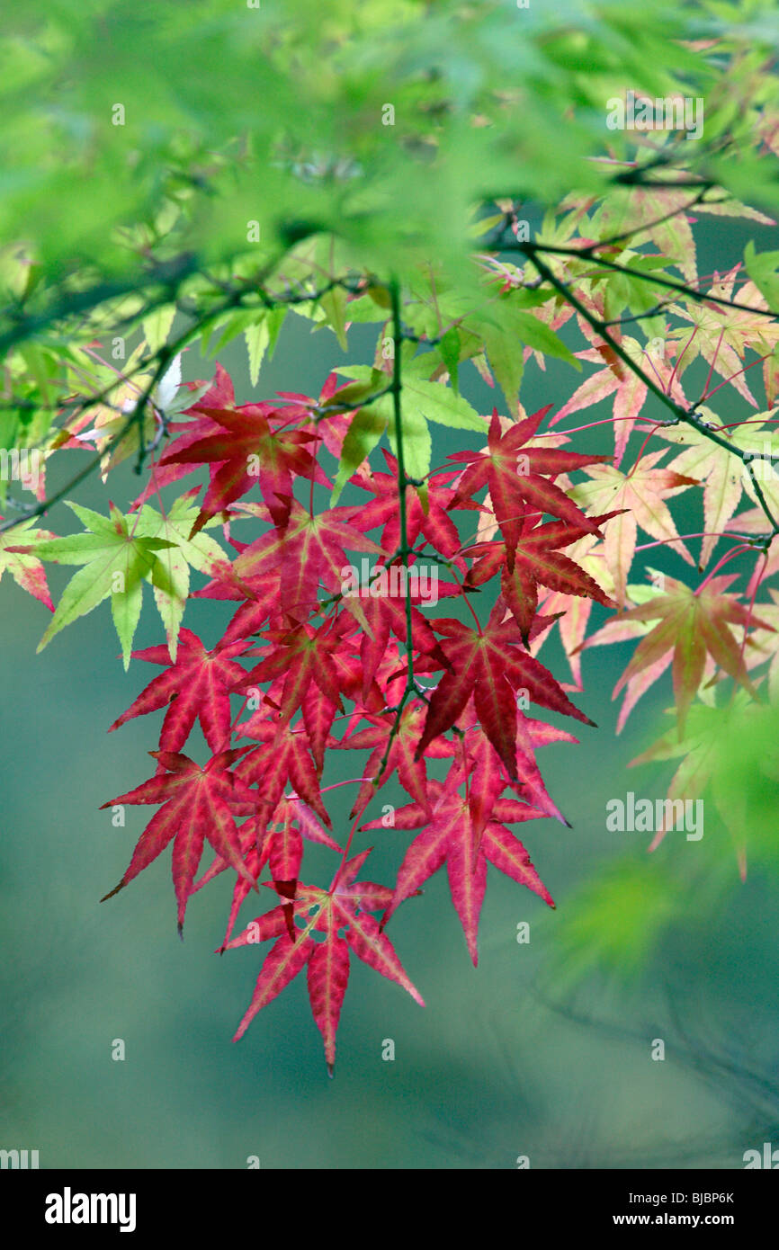 Acero giapponese (Acer plamatum), lascia che mostra colore di autunno, Germania Foto Stock