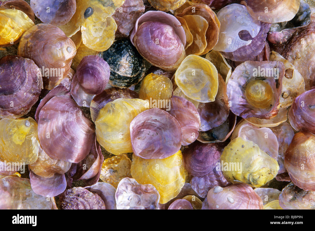 Jingle gusci (Anomia simplex), spiaggia di Coto Donana National Park, Andalusia Spagna del Sud Foto Stock
