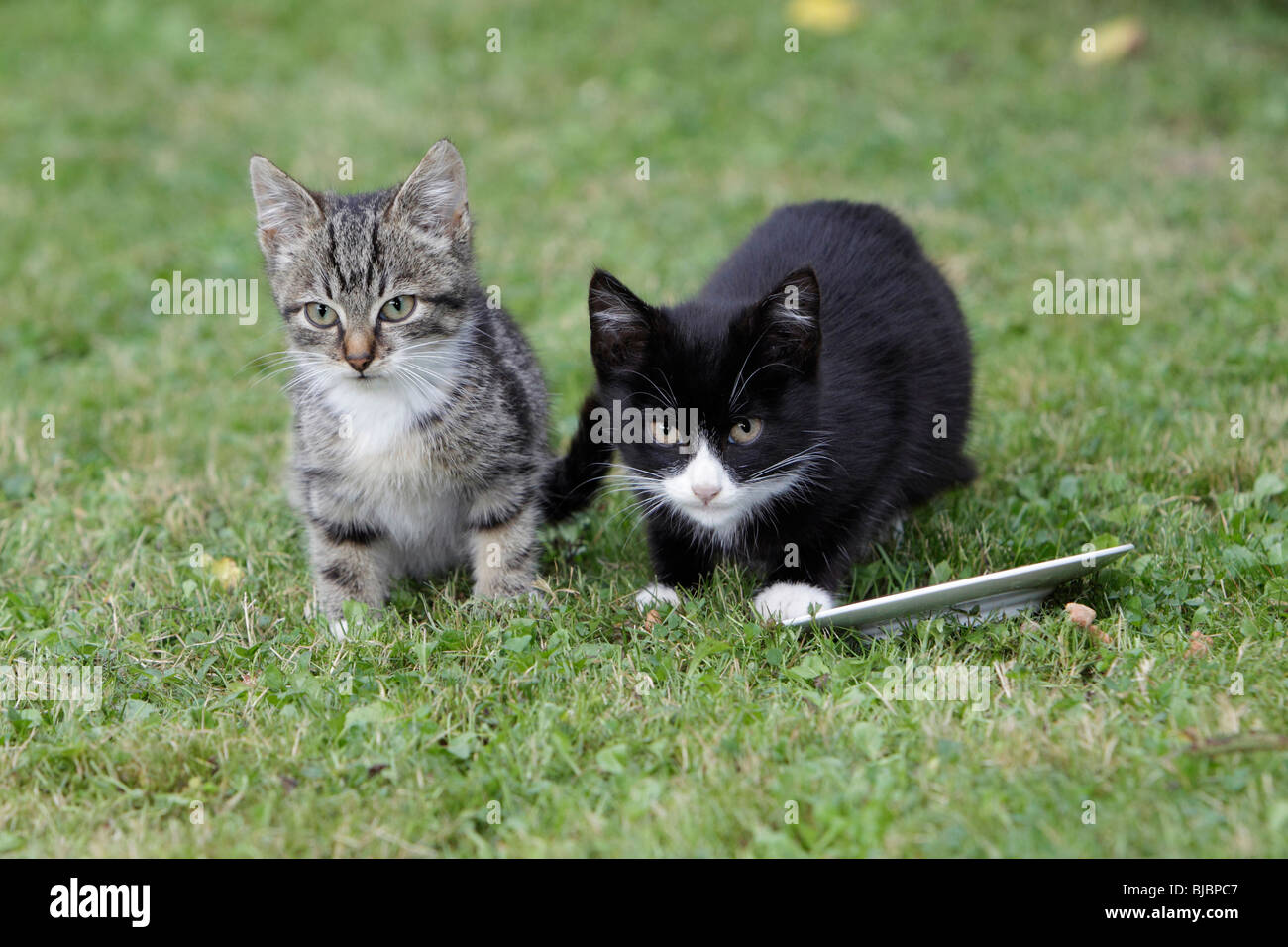 Gatto, due giovani gattini, in attesa di cibo in giardino Foto Stock