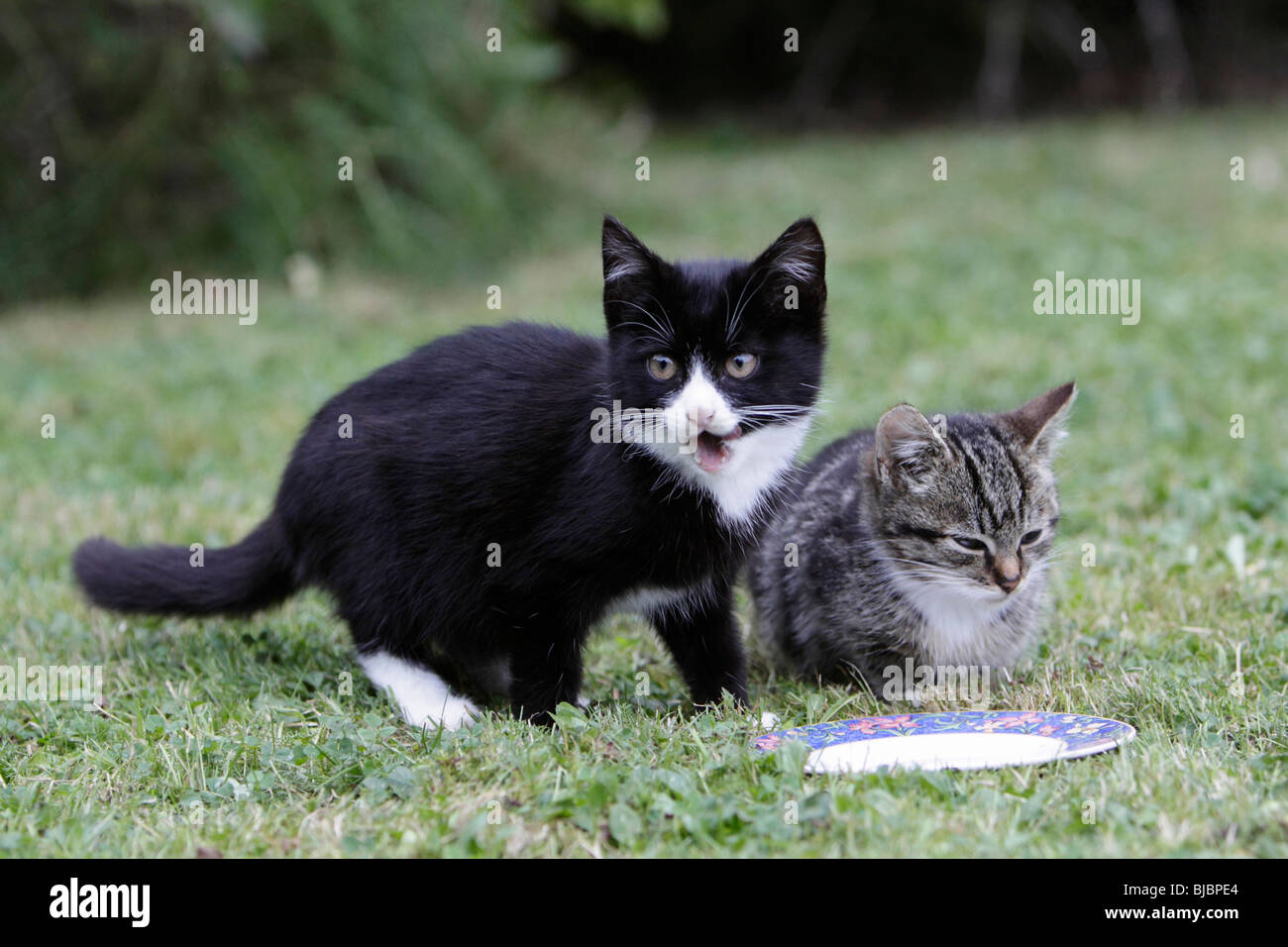Gatto, due giovani gattini, in attesa di cibo in giardino Foto Stock