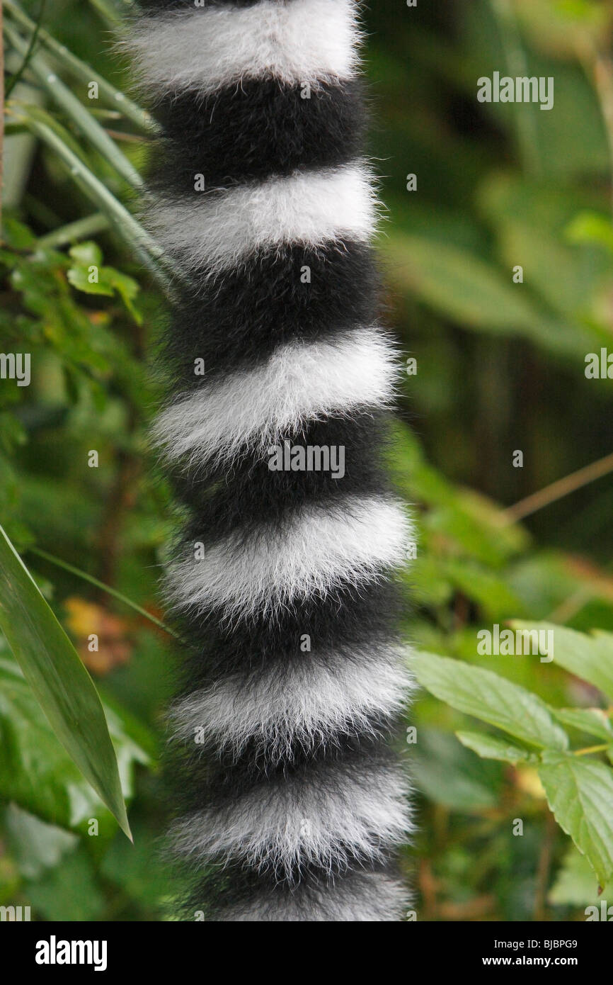 Anello-tailed Lemur (Lemur catta), uno studio approfondito delle luci di coda Foto Stock