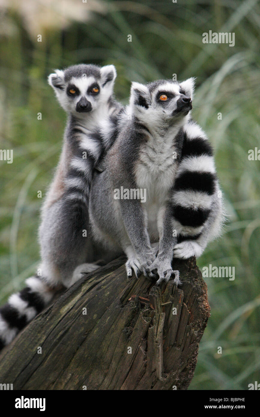 Anello-tailed Lemur (Lemur catta), 2 animali in stato di allerta Foto Stock