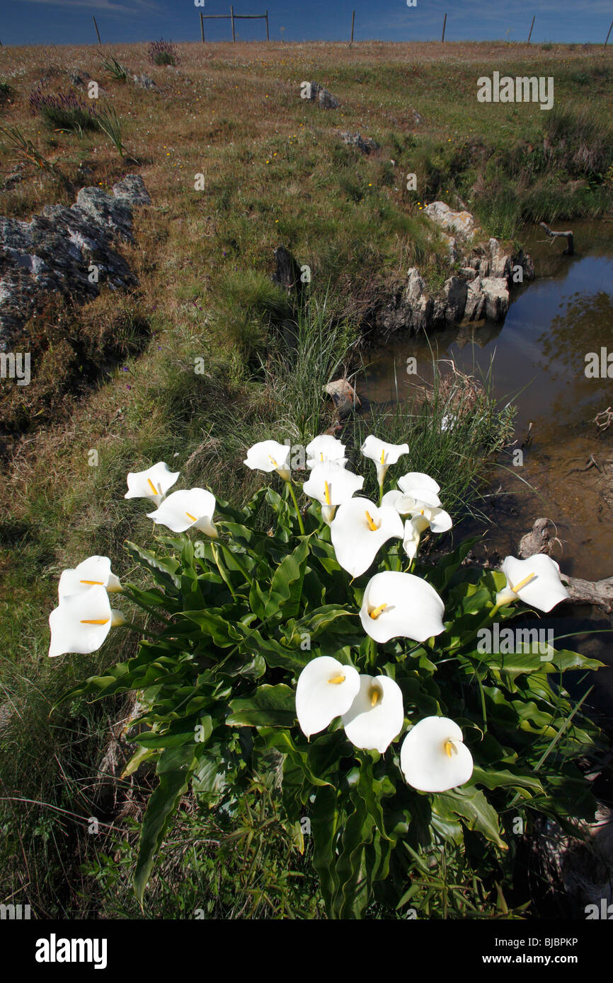 Comune di Arum Lily / Calla (Zantedeschia aethiopica), fioritura sul lato del torrente, Portogallo Foto Stock