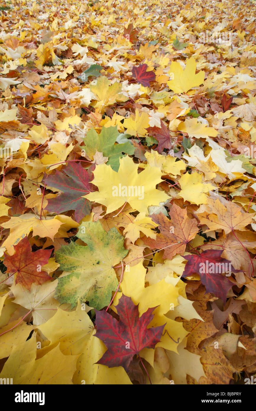 Norvegia maple (Acer pseudoplatanus), autunno foglie colorate sul terreno, Germania Foto Stock