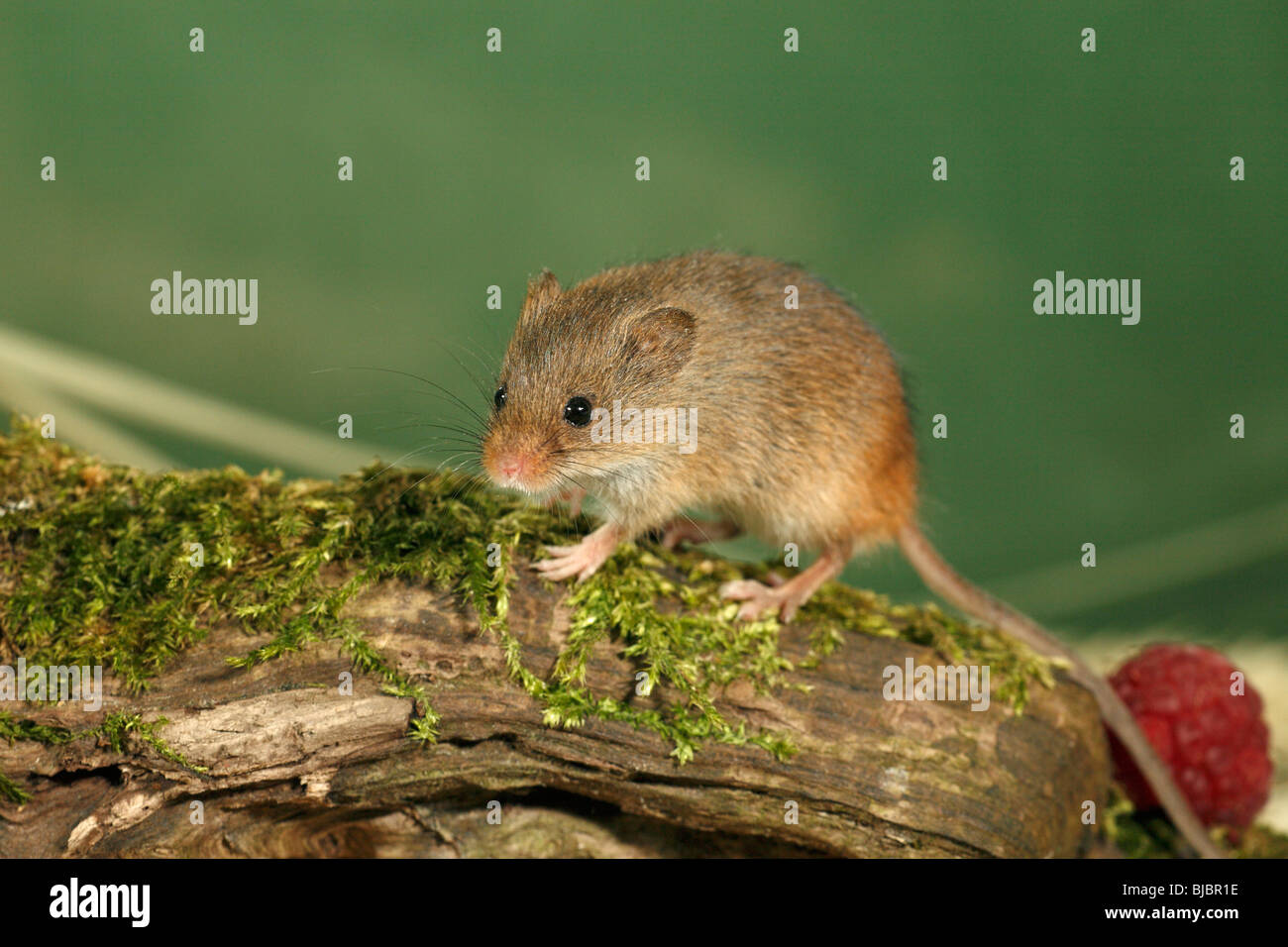 Harvest Mouse (Micromys minutus), un avviso sul log Foto Stock