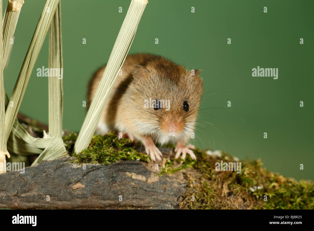 Harvest Mouse (Micromys minutus), un avviso sul log Foto Stock