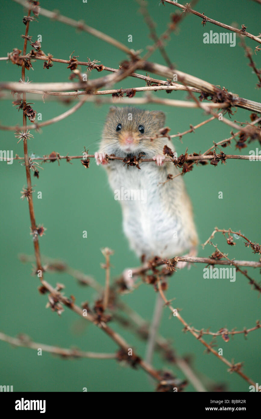 Harvest Mouse (Micromys minutus), arrampicata attorno tra pianta morta piccioli Foto Stock