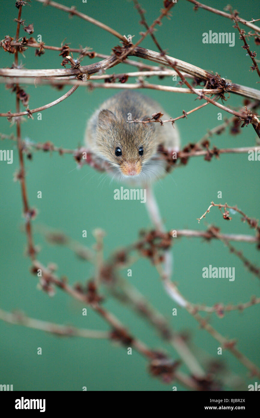 Harvest Mouse (Micromys minutus), arrampicata attorno tra pianta morta piccioli Foto Stock