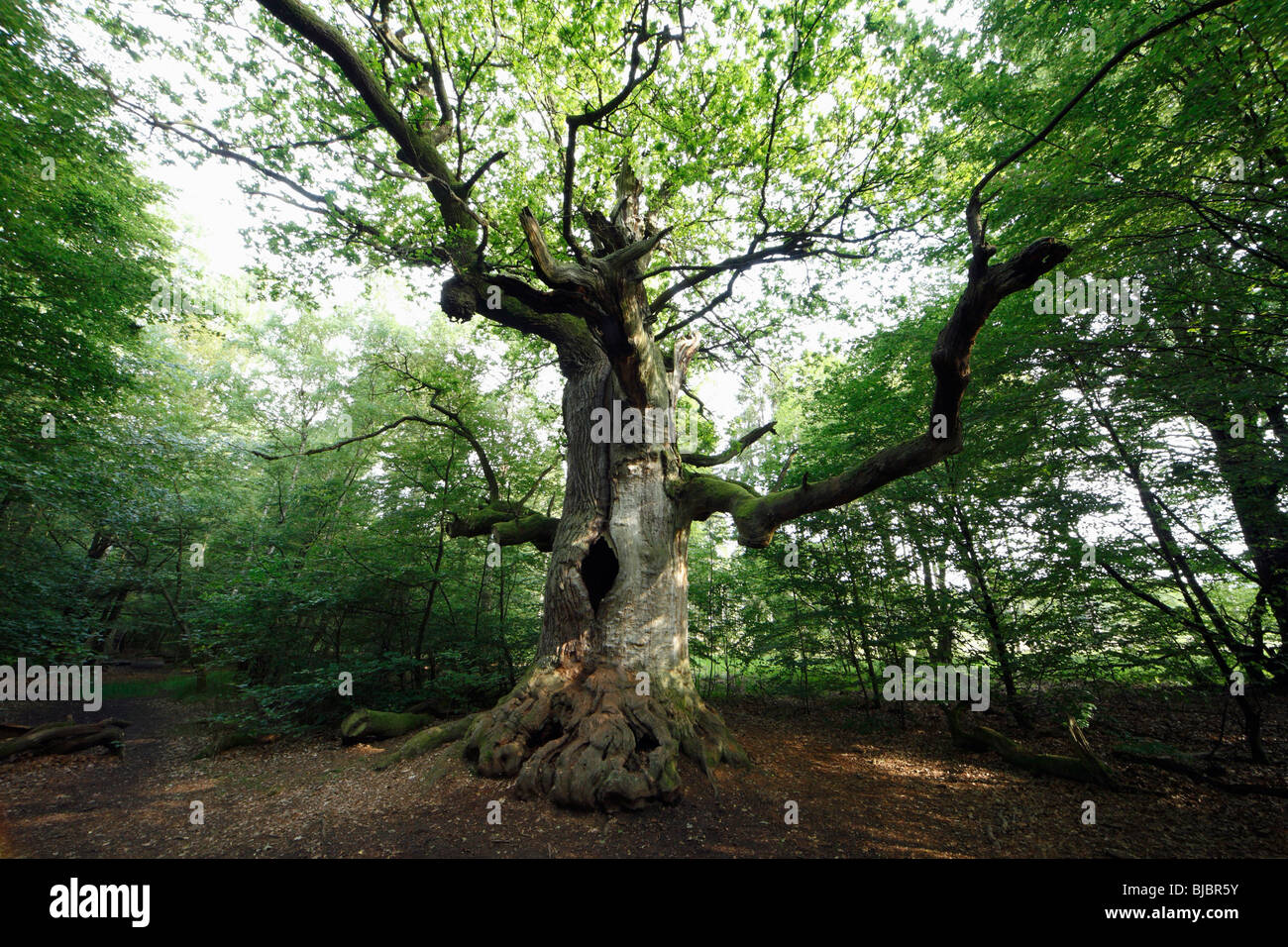 Albero di quercia (Quercus robur), antico albero in estate, Sababurg antica foresta NP, N. Hessen, Germania Foto Stock