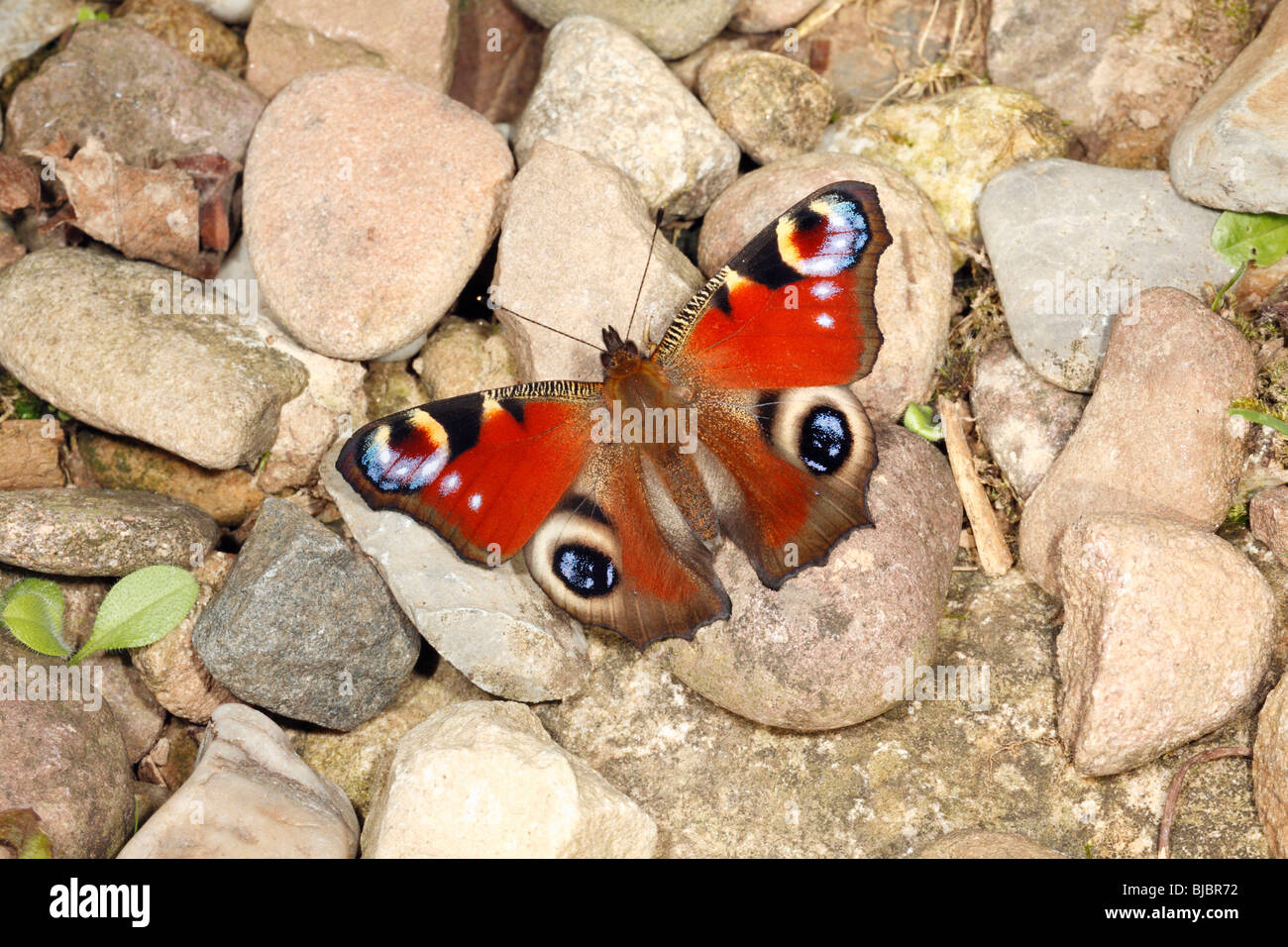 Farfalla pavone (Inachis io), poggiante su ciottoli in giardino, Germania Foto Stock
