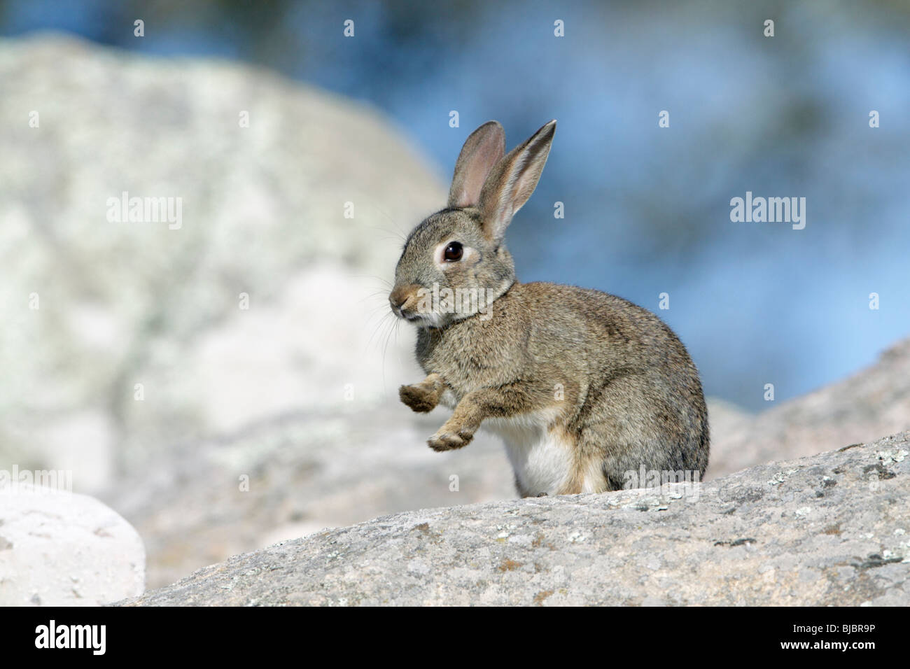 Coniglio selvatico (oryctolagus cuniculus), il lavaggio e la pulizia dello stesso con le sue zampe, Alentejo, Portogallo Foto Stock
