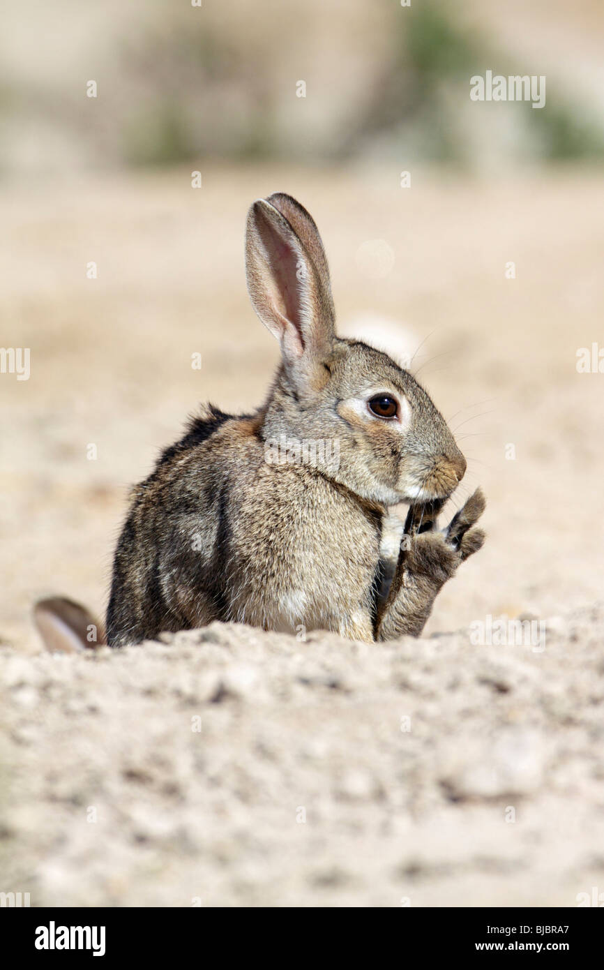 Coniglio selvatico (oryctolagus cuniculus), seduta leccare la sua zampata, Alentejo, Portogallo Foto Stock