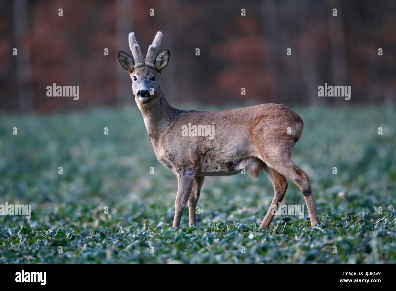 Il Roe Deer Buck (Capreolus capreolus) - alert, con corna in tiglio, sul campo Foto Stock