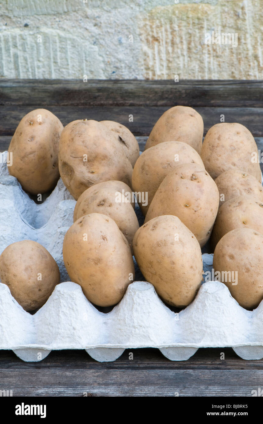 Toluca organico secondo raccolto precoce tuberi seme di patate in un cartone uovo box Foto Stock