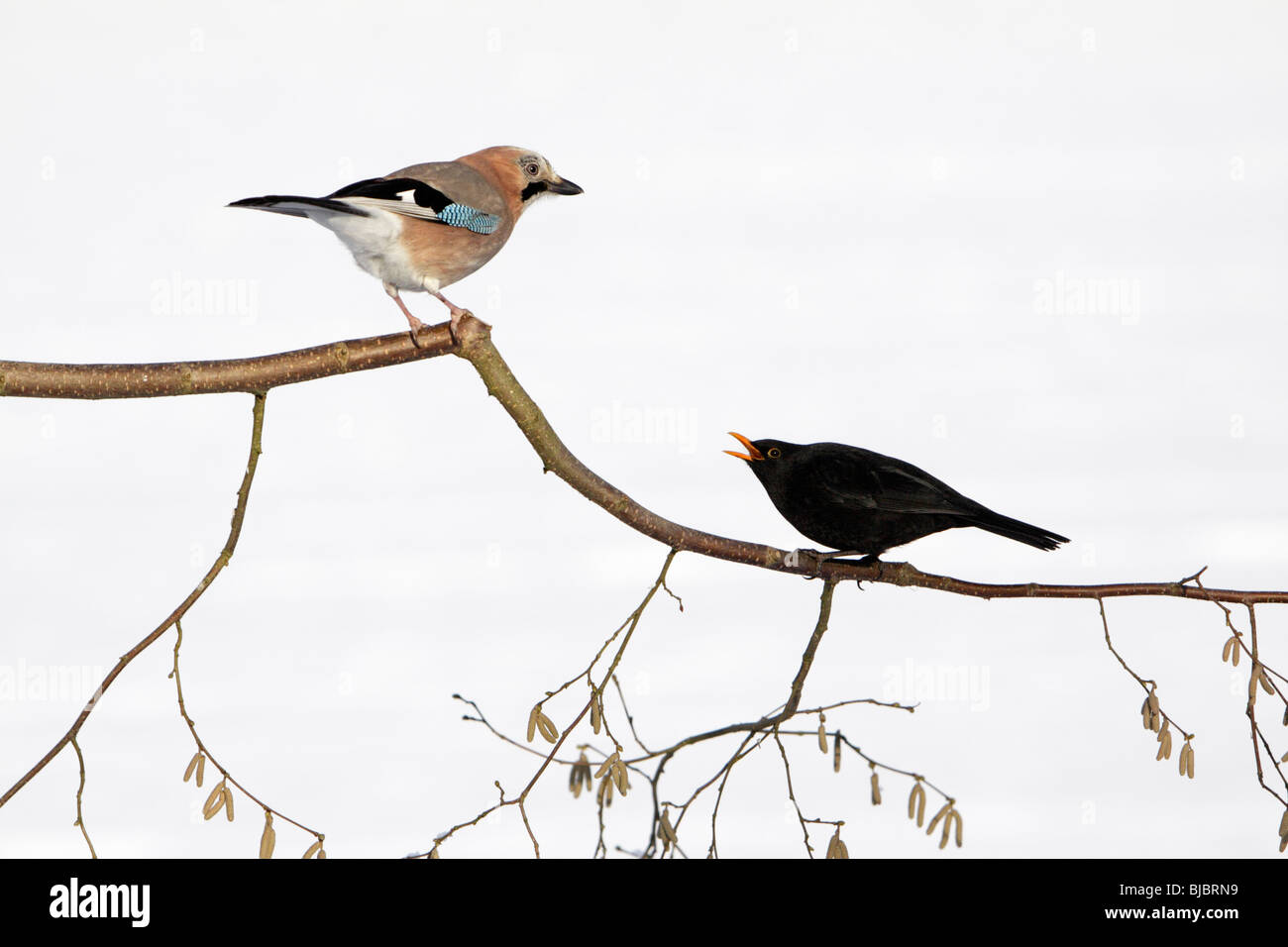 Jay (Garrulus glandarius) e Blackbird (Turdus merula), su nocciole succursale in inverno, Germania Foto Stock