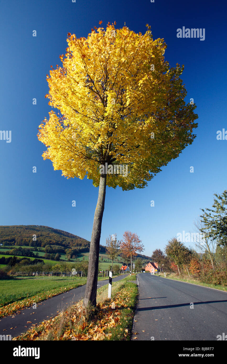 Norvegia (acero Acer platanoides), che mostra colore di autunno, Germania Foto Stock