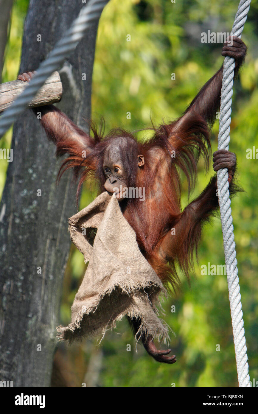 Orango (Pongo pygmaeus) - animale giovane giocando con il sacco, basculante in corda Foto Stock