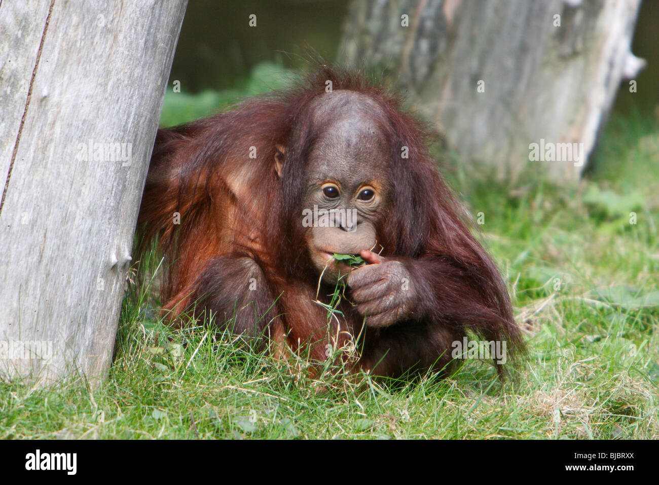 Orango (Pongo pygmaeus), bayby seduta sul terreno di erba da masticare, Foto Stock