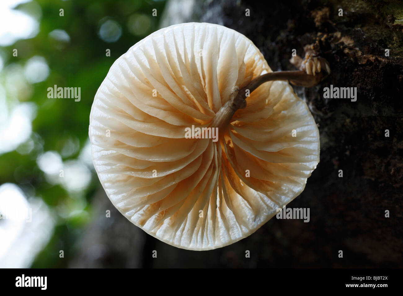 Fungo di porcellana (Oudemansiella mucida) - mostra le branchie, crescente sul gambo di faggio Foto Stock