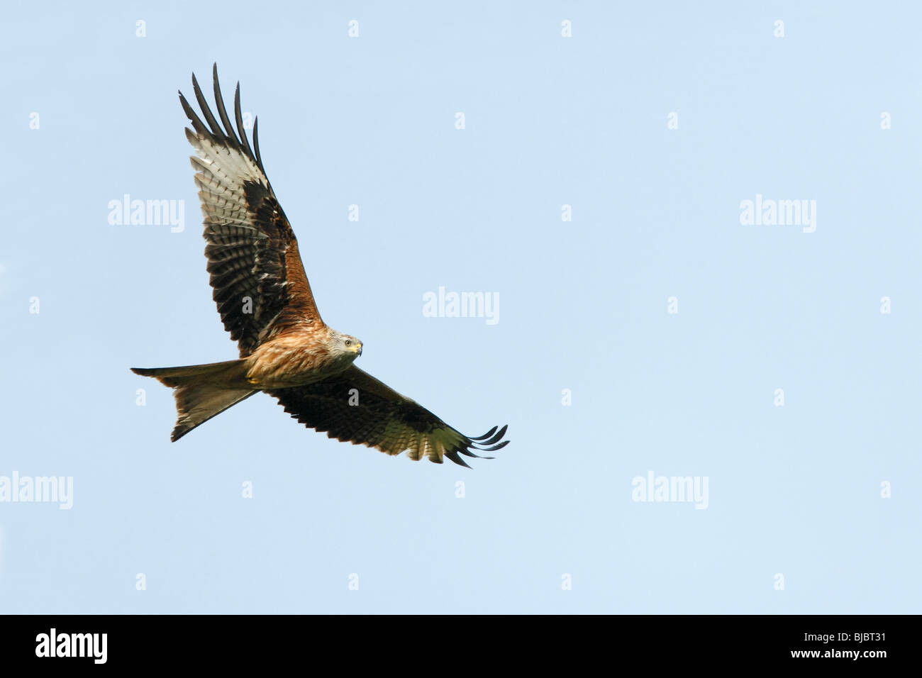 Nibbio reale (Milvus milvus), in volo, Alentejo, Portogallo, Foto Stock